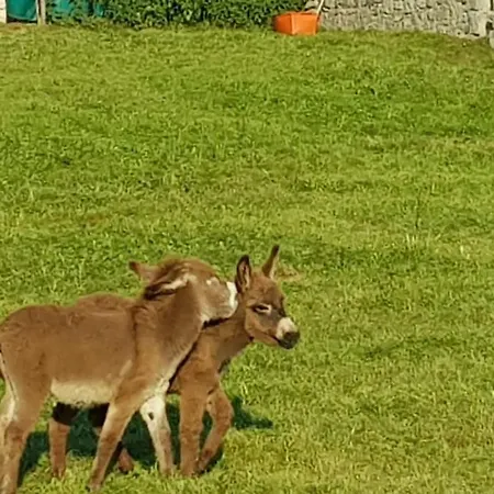 Prada Beauty Through Pastures And Garda 빌라 *